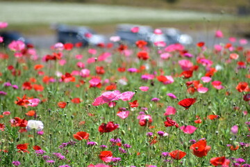 ポピー　島根　東三瓶フラワーバレー