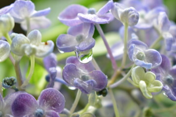 アジサイ　あじさい　紫陽花　水滴