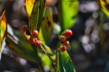 Stof per meter Tokyo, Japan - October 18, 2023: Closeup of fruits of lily-of-the-valley in autumn, Tokyo, Japan  © Khun Ta