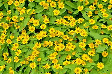 島根　島根県　花　しまね花の郷