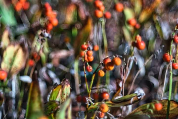 Tuinposter Tokyo, Japan - October 18, 2023: Closeup of fruits of lily-of-the-valley in autumn, Tokyo, Japan  © Khun Ta