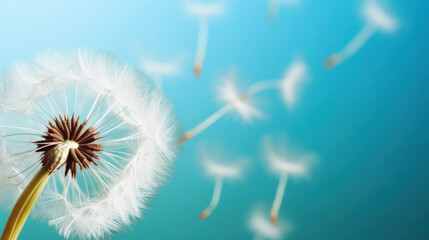 Dandelion seeds close-up on a blue and turquoise background