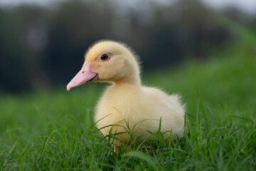 Obraz premium Cute ducklings
