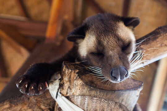 Image of a cute civet cat face sleeping under the roof. Animal famous for Kopi luwak, also known as civet coffee.