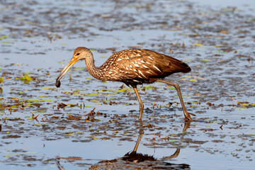 Limpkin on the Hunt