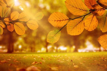 Naklejka premium Digital png illustration of autumn view with gold leaves and sunlight on transparent background