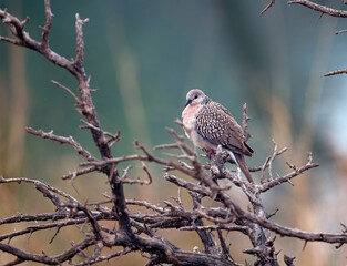 spotted dove