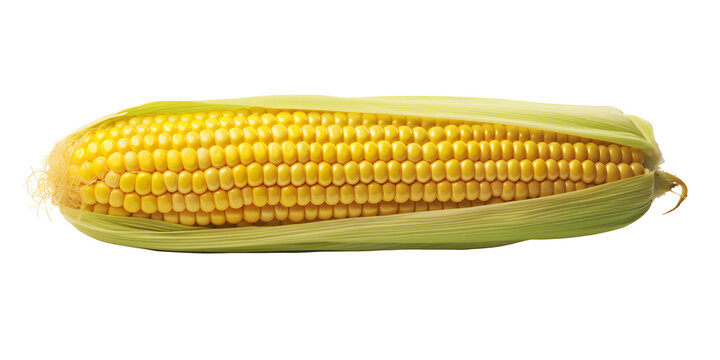 sweetcorn cob isolated on transparent background - food, healthy lifestyle, diet, cooking, design element PNG cutout