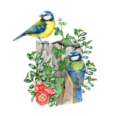 Blue tit birds on the mossy stump. Forest nature image. Watercolor illustration. Hand drawn wildlife scene decor. Couple of blue tits on the tree stump, berries, fern, wild herbs. White background
