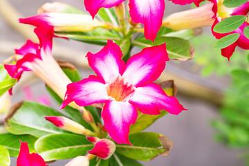 Pink, red adenium flowers with blue green leaves background. Received the nickname 