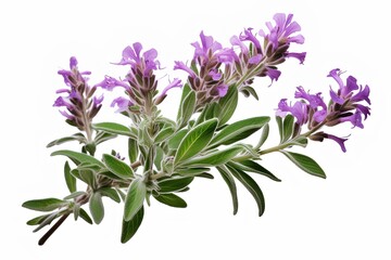 Fototapeta na wymiar Sage plant in bloom on transparent background. generative AI