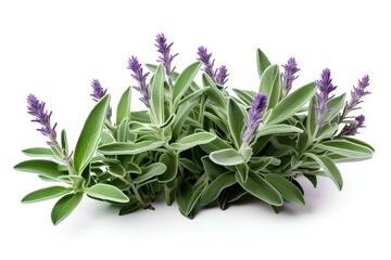Sage plant in bloom on transparent background. generative AI