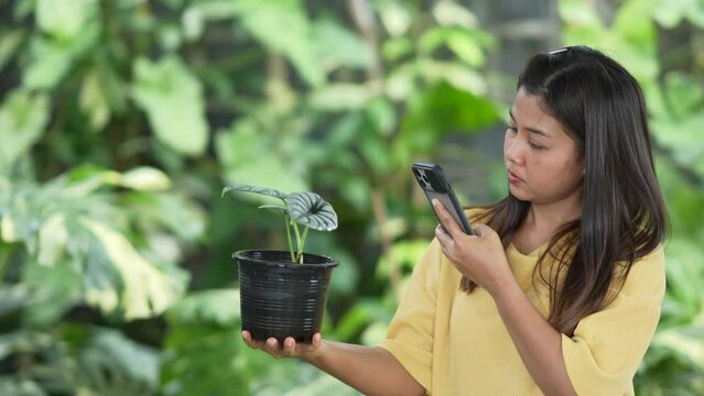 young woman holding a small tree in the pot and take pictures of the plants with a mobile phone.