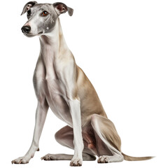 Greyhound dog breed no background