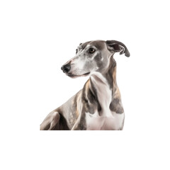 Greyhound dog breed no background