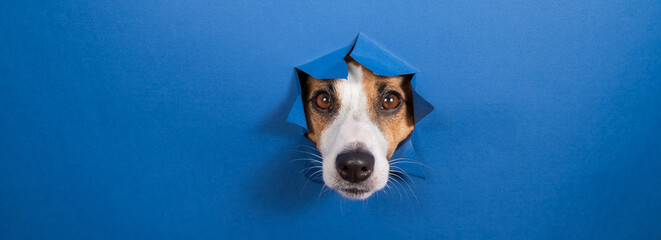 Funny dog jack russell terrier leans out of a hole in a paper blue background. 