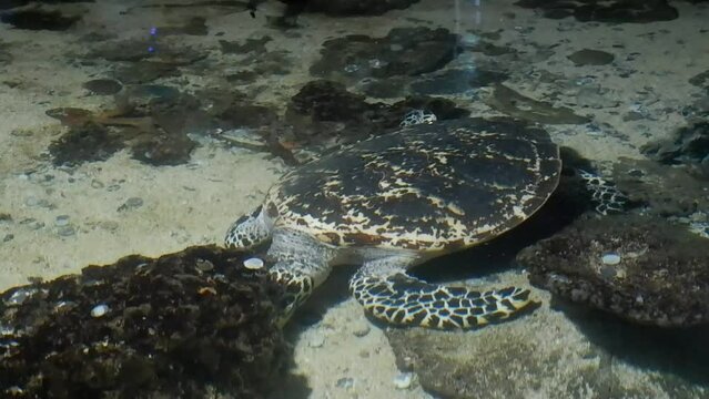 Swimming turtles look for food behind corals.