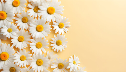 Chamomile daisy daisies Floral on yellow pastel background. advertisement, banner, card. for template, presentation. copy text space.