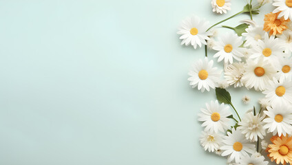 Chamomile daisy daisies Floral on light blue pastel background. advertisement, banner, card. for template, presentation. copy text space.