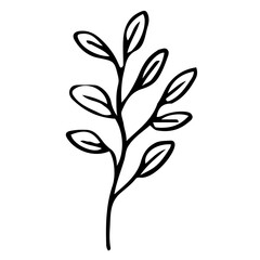 Floral Hand drawn Element