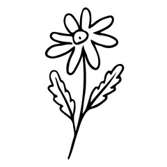 Floral Hand drawn Element