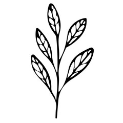 Floral Hand drawn Element