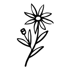 Floral Hand drawn Element