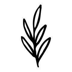 Floral Hand drawn Element