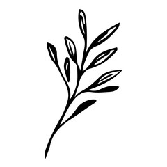 Floral Hand drawn Element