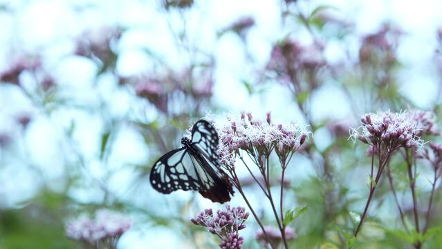 A blue butterfly sitting on a flower, Chestnut tiger butterfly, Bug or insect