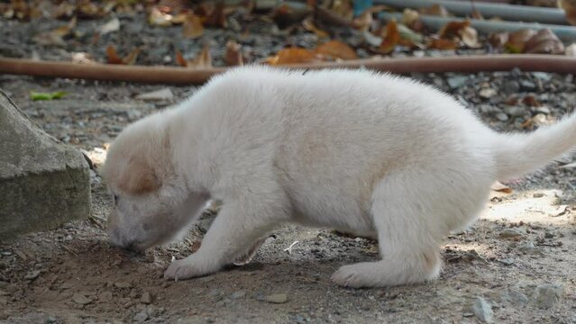 A white puppy is walking.
