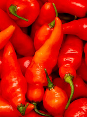 Red chili peppers as background. Close-up