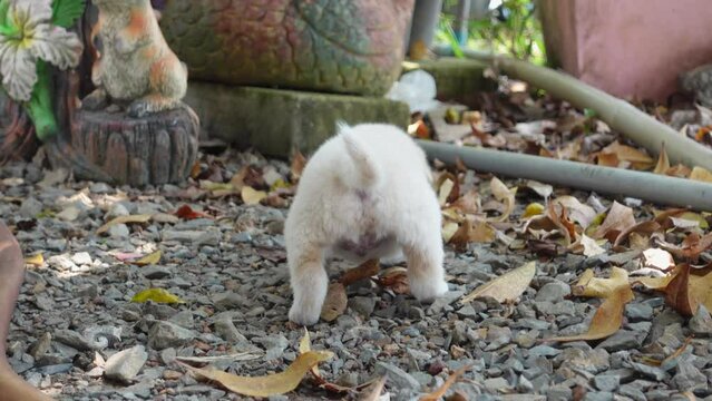 A white puppy is walking.