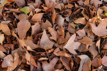 dry leaves on the ground