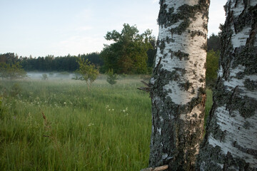 Luminous Elegance: Summer Sunrise Illuminating a Beautiful White Birch Tree in Northern Europe