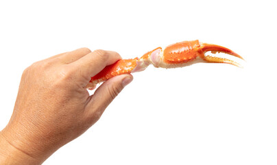Crab claws in a man's hand isolated on a white background