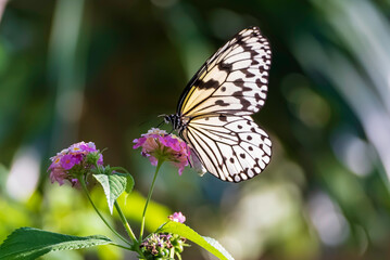 大きなアゲハ蝶