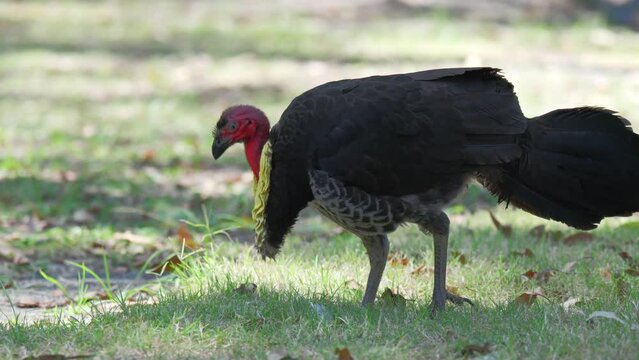 Male Australian brush turkey pecks the ground in slow motion