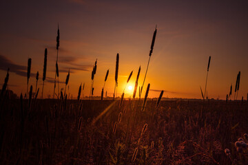 Golden Serenity: Majestic Rural Summer Landscape Awakens at Sunrise in Northern Europe