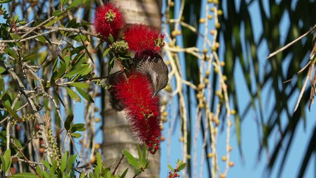Little wattlebird bird eats nectar from bottlebrush flowers in a garden in Australia