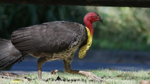 Traffic passes by an Australian brush turkey in a park in Australia in slow motion