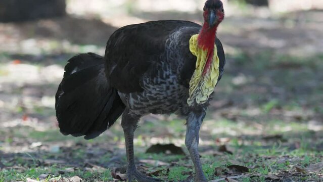 Male Australian brush turkey walking in slow motion