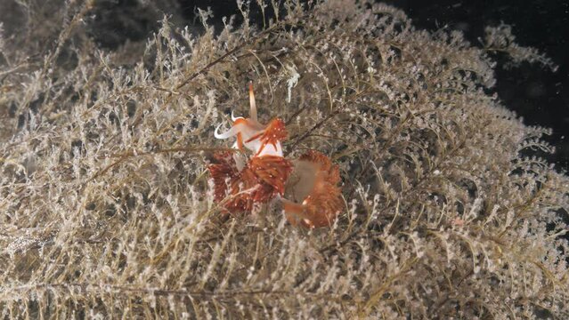 Two Sakuraeolis species Nudibranchs mating on a sea hydroid lit up by a scuba divers underwater light.
