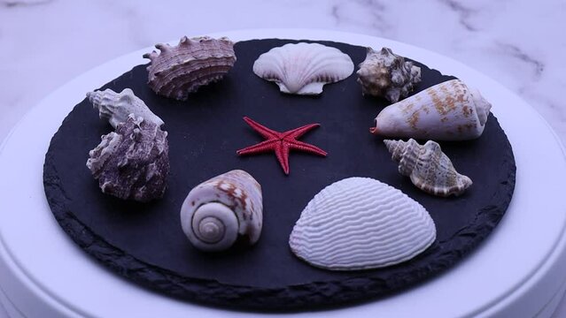Collection of assorted shells rotating on a turntable.