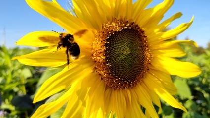 fleissige Biene sammelt Nektar an gelben Blüten, Insekt, Bienen, Bestäubung, fliegen, Honig,...