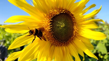 fleissige Biene sammelt Nektar an gelben Blüten, Insekt, Bienen, Bestäubung, fliegen, Honig,...