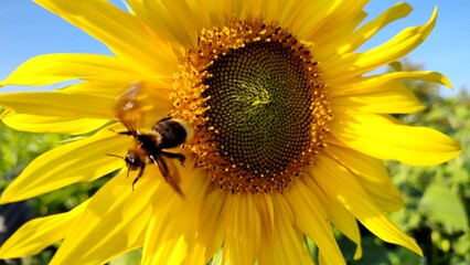 fleissige Biene sammelt Nektar an gelben Blüten, Insekt, Bienen, Bestäubung, fliegen, Honig,...