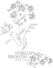 Perforate St. John's Wort flowers vector contour. Medicinal Hypericum perforatum plant outline. Set of Hypericum perforatum in Line for pharmaceuticals. Contour drawing of medicinal herbs
