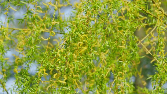 Weeping Willow Branches And Catkins. Spring Green Weeping Willow Leaves. Close up.