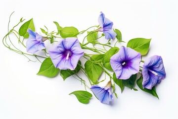 Flowers arrangement of morning glory with leaves on white background. Generative AI